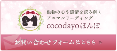 cocodayoほんぽ|お問い合わせフォームブログ用